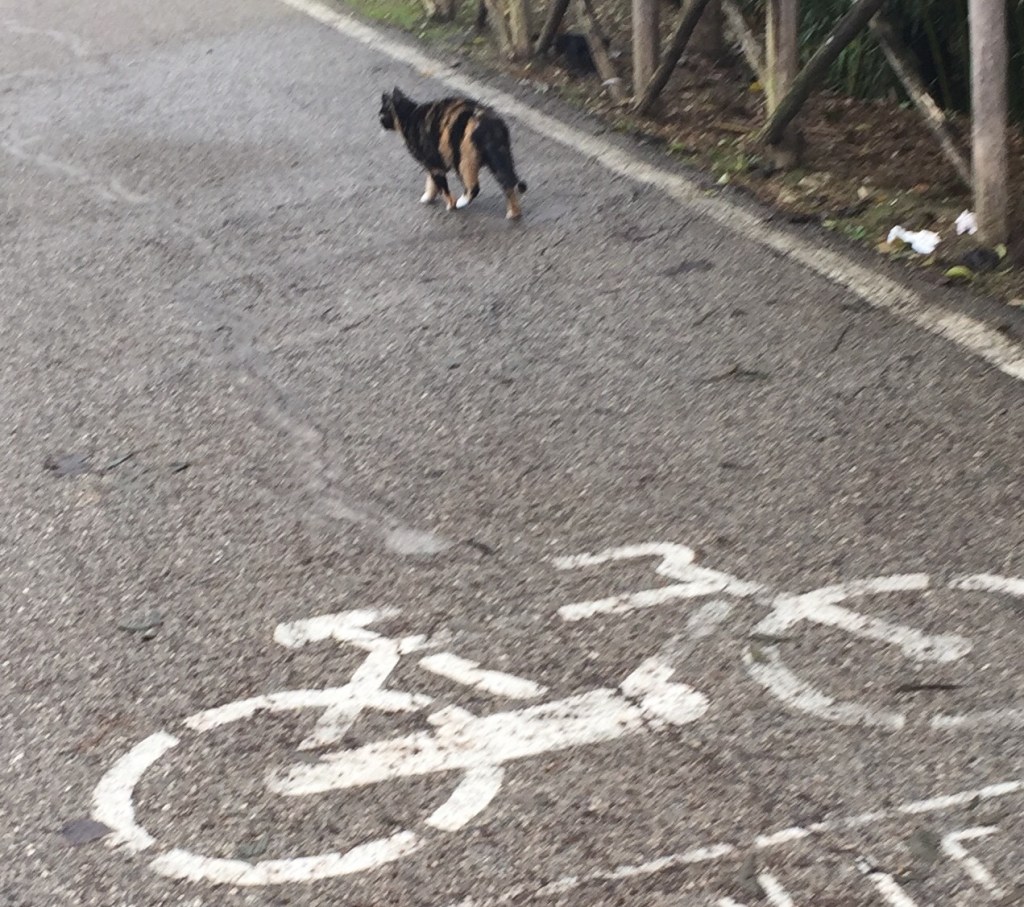 Ciclabilis mirabilis