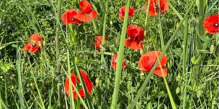 Salomé. L’amour impossible.